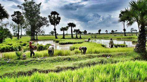 柬埔寨米田